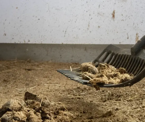 Entsorgung der Strohgranulat Einstreu mit Pferdemist auf einer Bollengabel