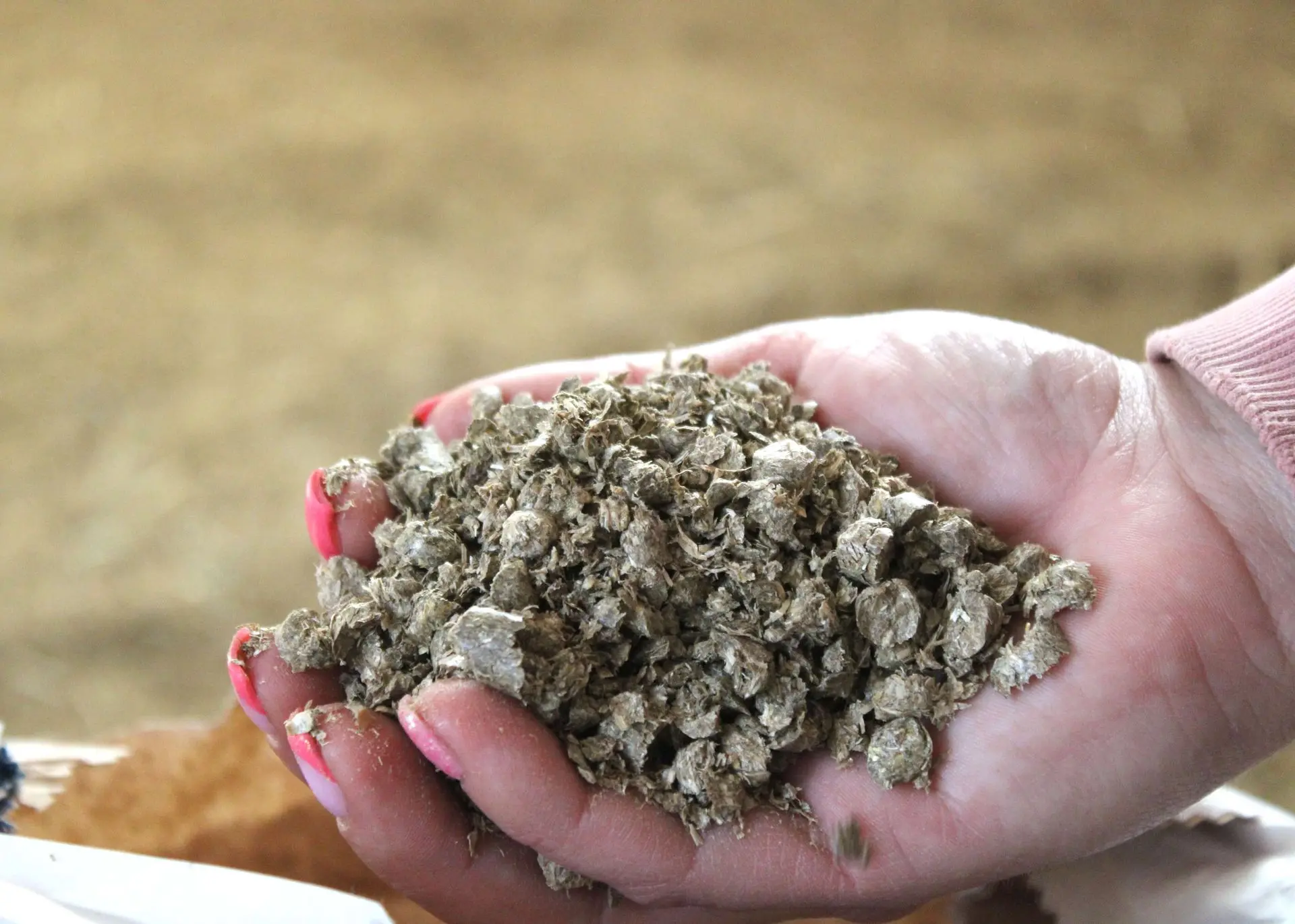 Strohgranulat in einer Hand als Nahaufnahme