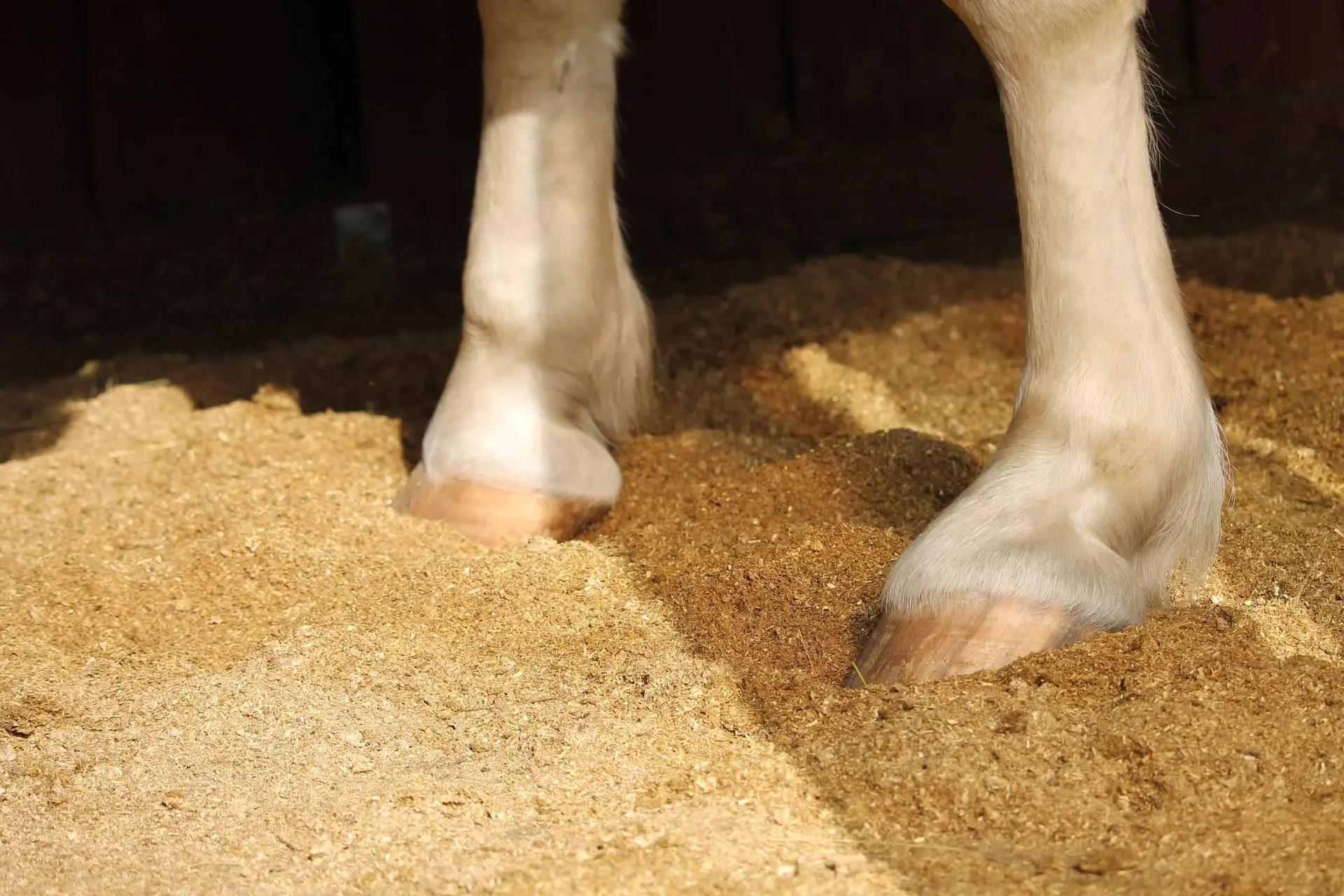 Strohgranulat als Boxeneinstreu Nahaufnahme