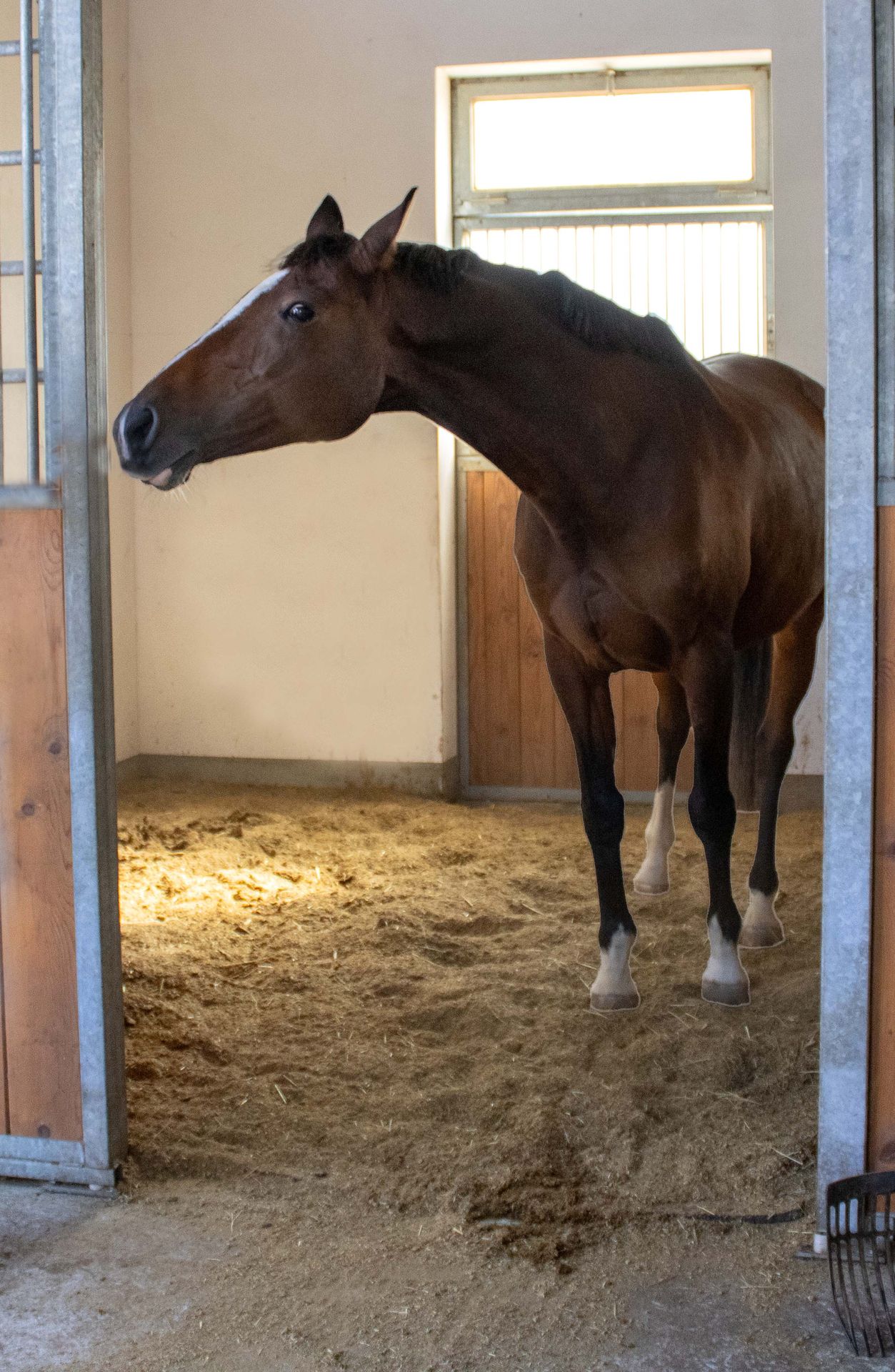 Ein Pferd schaut aus einer Box heraus und steht auf Strohgranulat als Boxeneinstreu