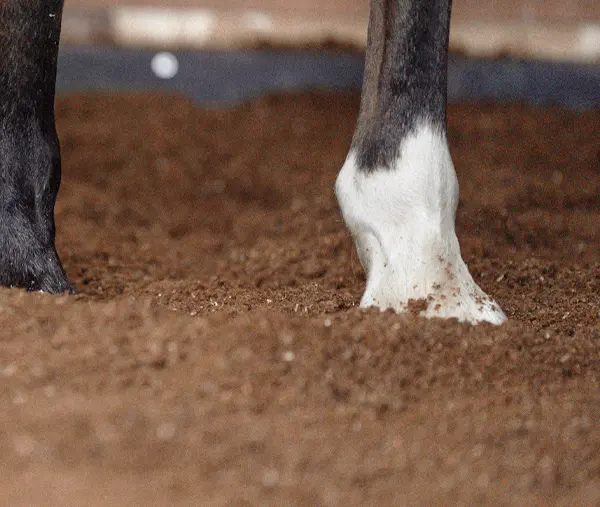 Stroh Pellets Einstreu in der Anwendung
