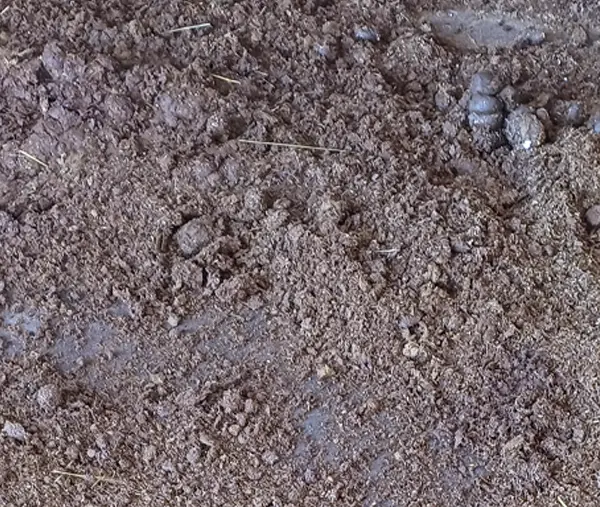 Stroh Pellets Enstorgung Mist in der Pferdebox