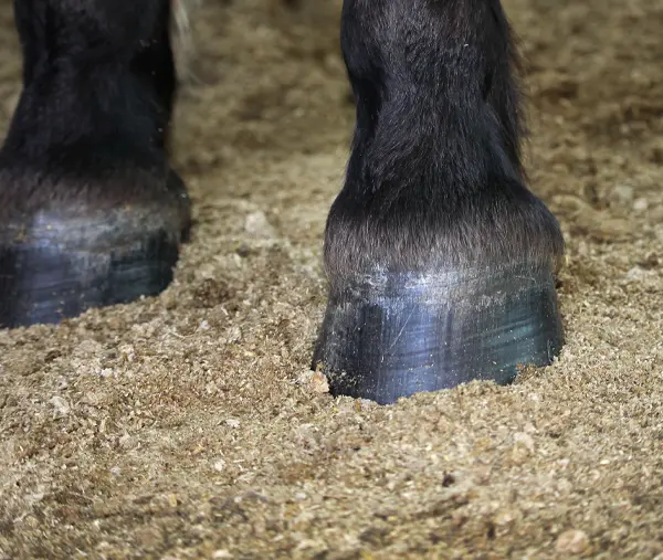 Pferdehufe stehen auf Miscanthus Pellets Einstreu