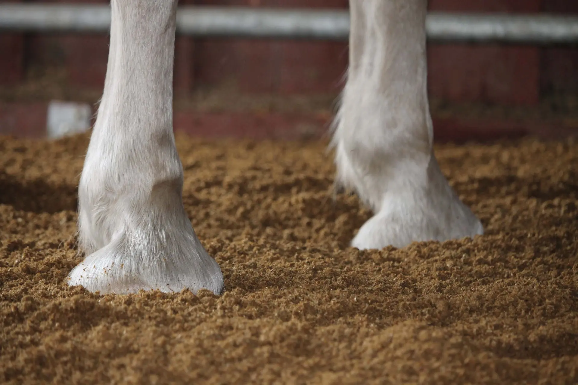 ein Pferd steht in der Box mit Stroh Pellets Einstreu