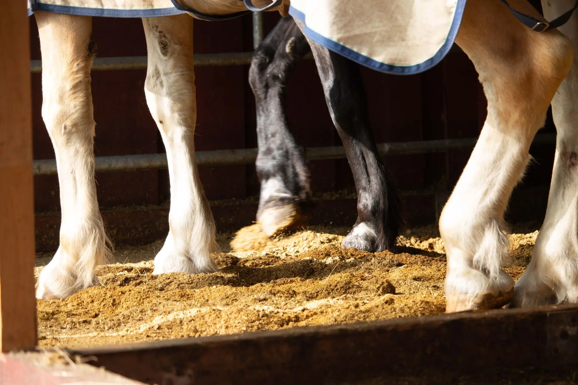 Zwei Pferde die in einer Box mit Stroh Pellets stehen