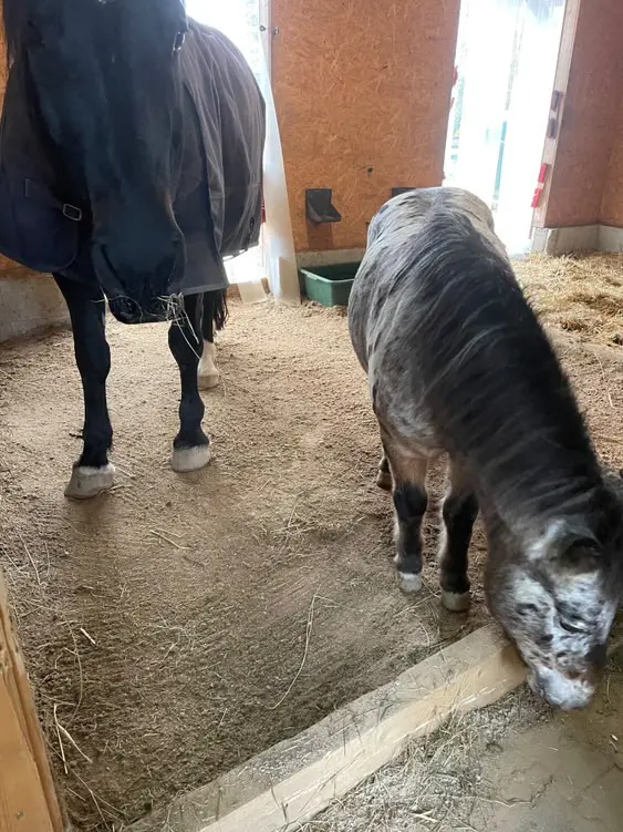 EIn Pferd und ein Pony in einer Box mit Miscanthus Pellets