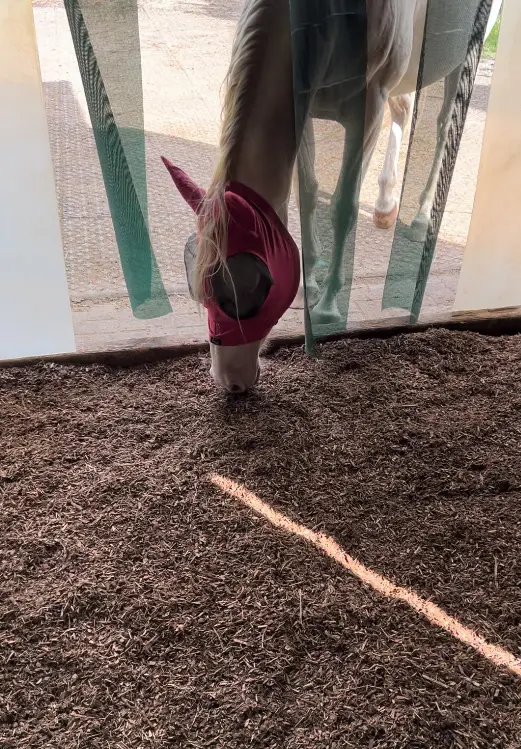 Ein Pferd schnupper an der frischen Waldboden Einstreu