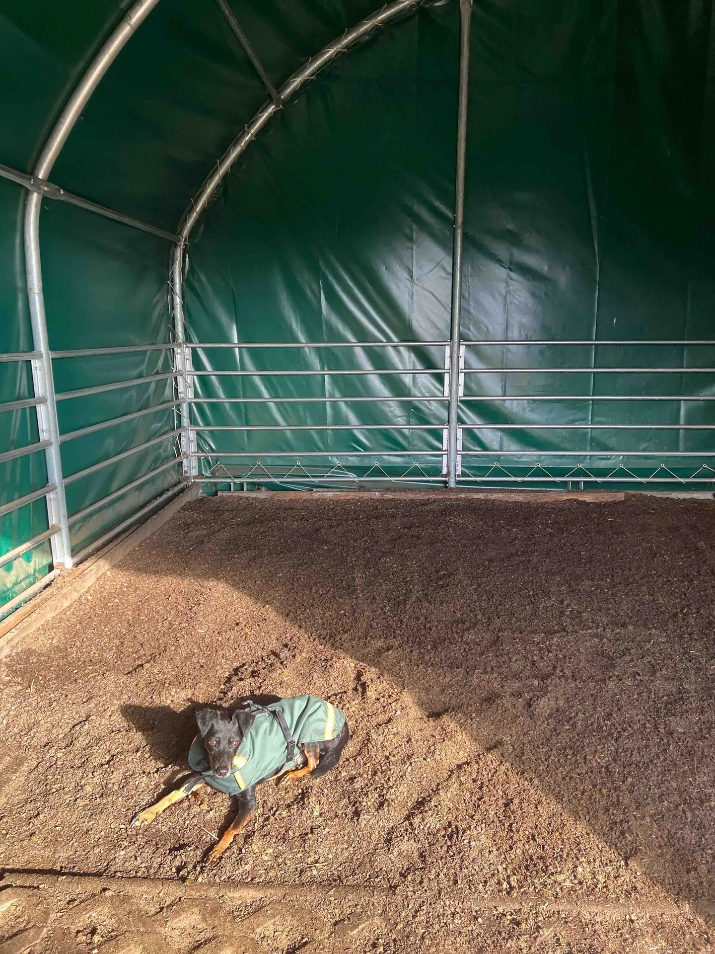 Ein Hund liegt auf der Waldboden Einstreu entspannt in einem Offenstall