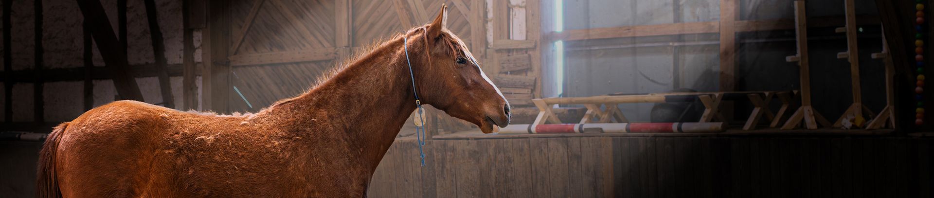 Mustang Stroys spottet Jack kurz nach seiner Ankunft bei Nadja Eisnehauer im Stall