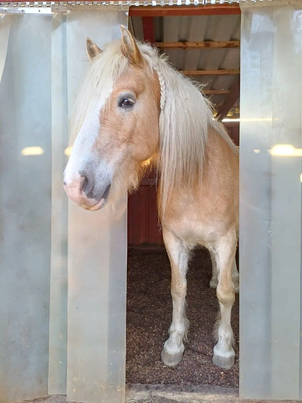 Ein schaut aus dem Offenstall mit Waldboden Einstreu raus