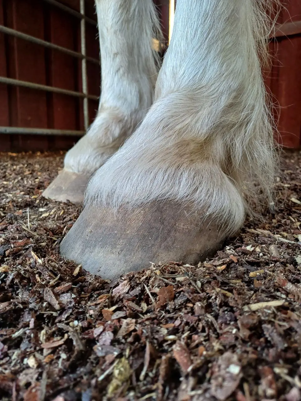Hufe stehen auf Waldboden Einstreu - Nahaufnahme
