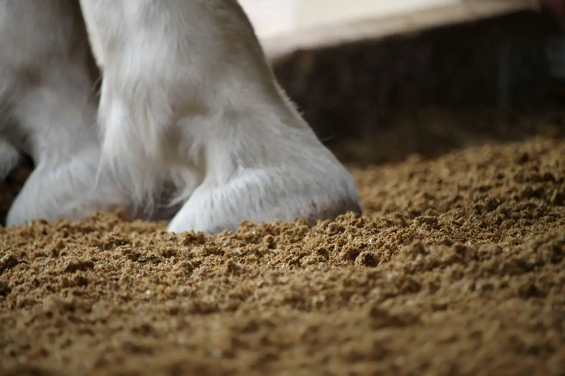 Hufe in Stroh Pellets Einstreu