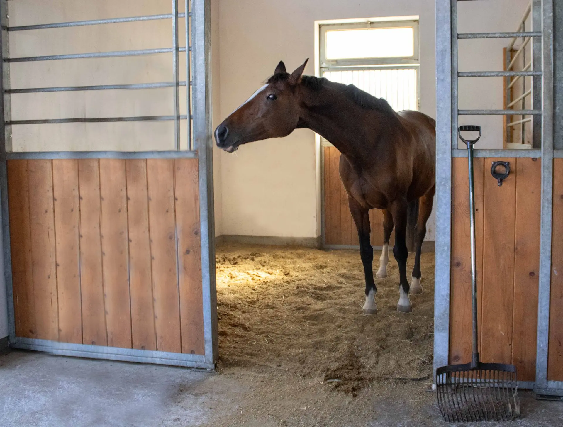 Ein Pferd steht entsoannt in der Box mit frischer EInstreu