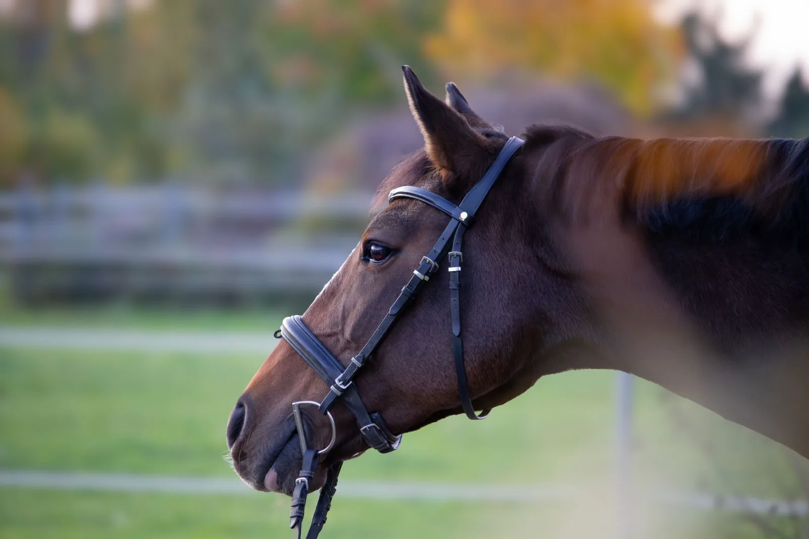 Pferd einer STROY Markenbotschafterin