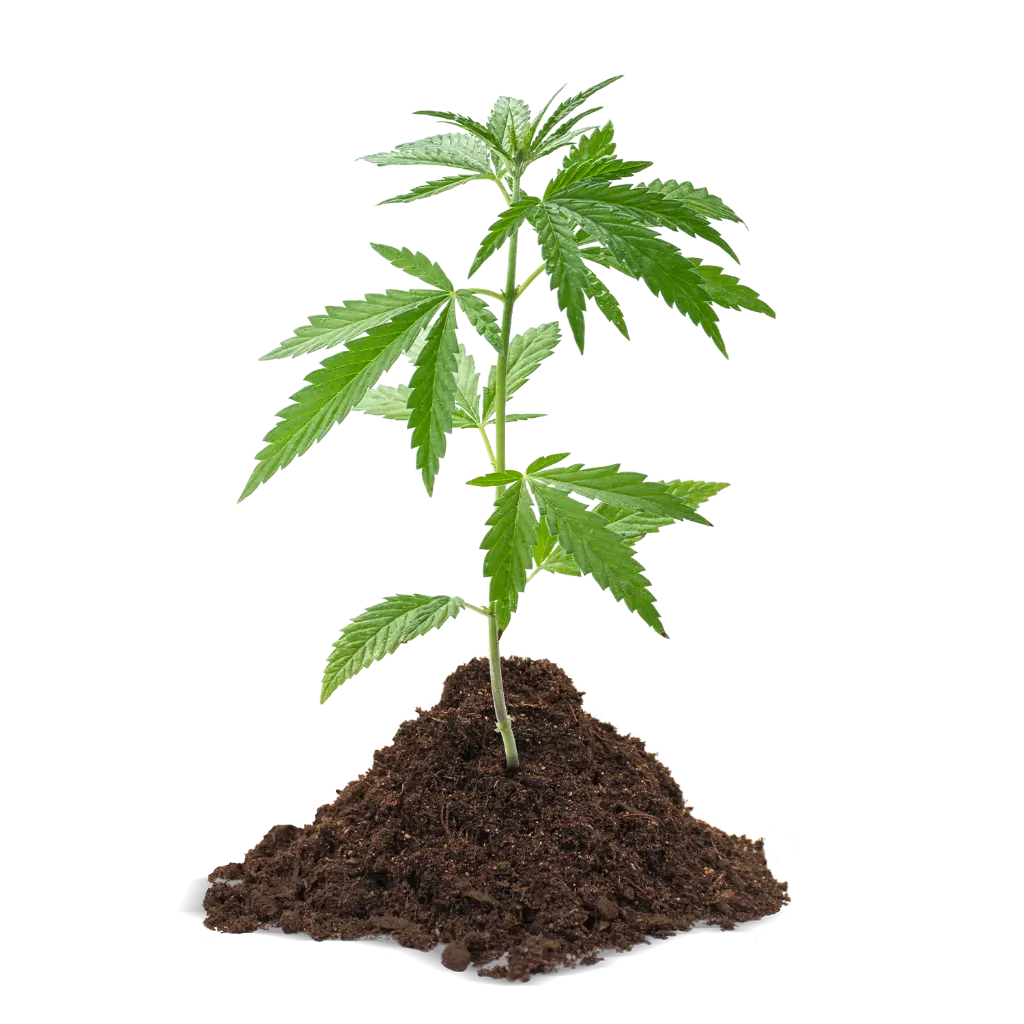 SGE40 Galamio Grow Erde Haufen Pflanze.webp