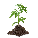 SGE40 Galamio Grow Erde Haufen Pflanze.webp