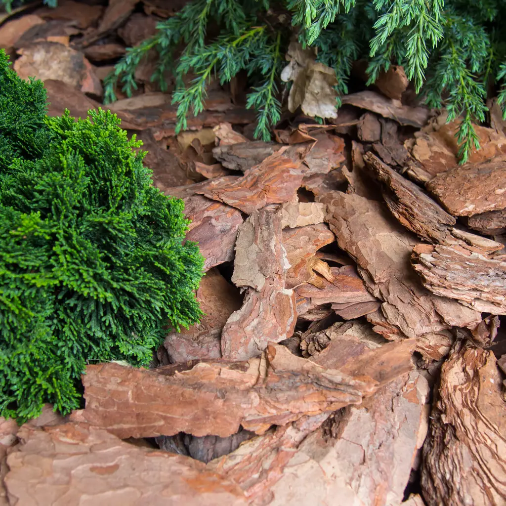 MUD60-Rindenmulch-Kiefer-Deko-Anwendung1.webp