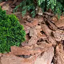 MUD60-Rindenmulch-Kiefer-Deko-Anwendung1.webp