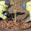 MUD60-Rindenmulch-Kiefer-Deko-Anwendung2.webp