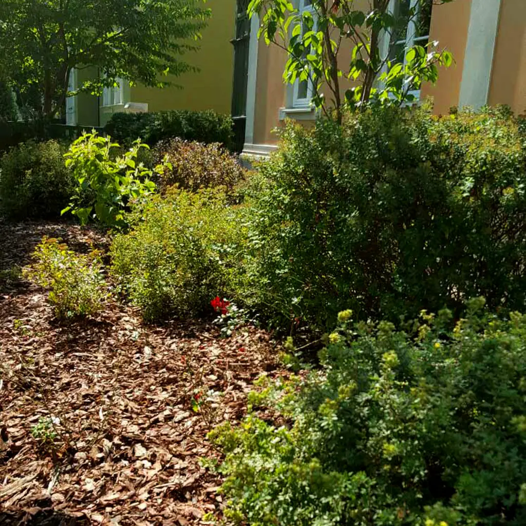 MUA60-Rindenmulch-Kiefer-Fein-Anwendung.webp