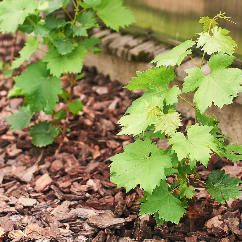 MUC60-Rindenmulch-Kiefer-Grob-Anwendung2.webp