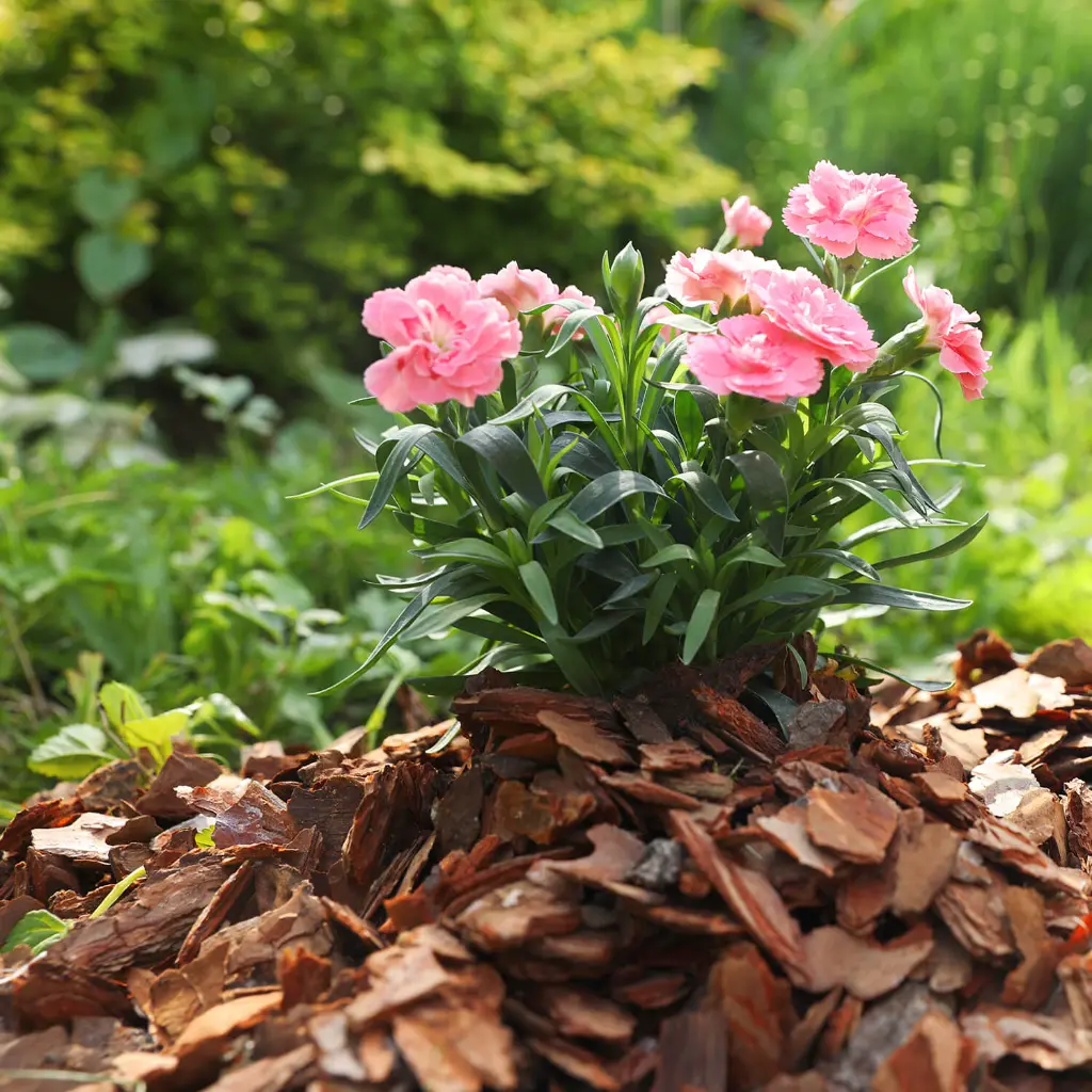 MUC60-Rindenmulch-Kiefer-Grob-Anwendung1.webp