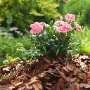 MUC60-Rindenmulch-Kiefer-Grob-Anwendung1.webp