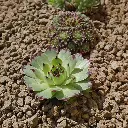 LVE25-Lavamulch-Farbmix-2-8mm-Anwendung.webp